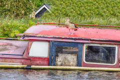 Rondje-Alkmaar-2021-268-Hoornse-Vaart