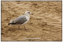 043-Meeuw