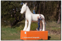 155-Paard